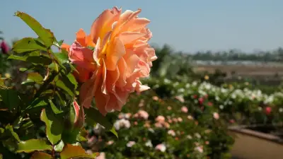 Don’t let a bouquet cost you—CBP warns of flower import rules this Mother’s Day