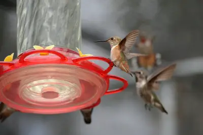 Backyard feeders changed the shape of hummingbird beaks, scientists say