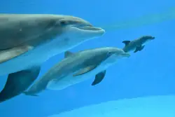 Video shows dolphin calf birth and first breath at Chicago zoo. Mom’s friend helped