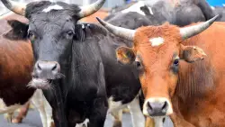 County supervisors unanimously advance cattle-grazing proposal