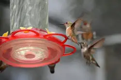 Backyard feeders changed the shape of hummingbird beaks, scientists say